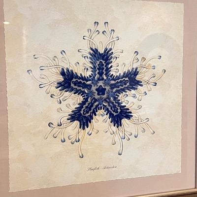 Starfish - Asteridea Print in Metallic Frame (GB2-RG)