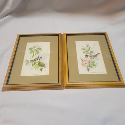 Water Color Bird Paintings (GB-EL)