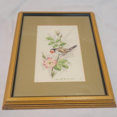Water Color Bird Paintings (GB-EL)