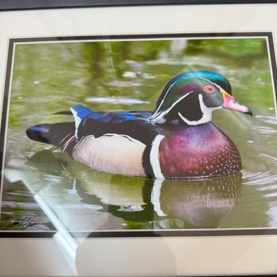 Vibrant Duck oil painting signed