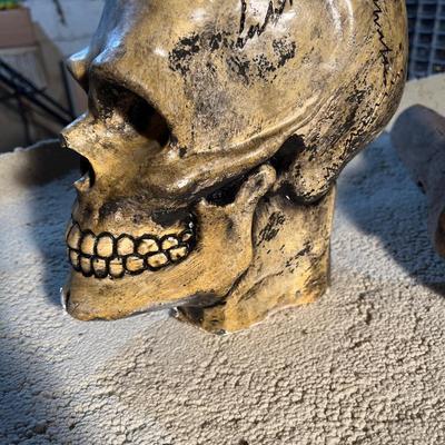 Skull and petrified wood