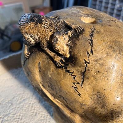 Skull and petrified wood