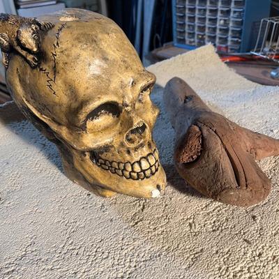 Skull and petrified wood