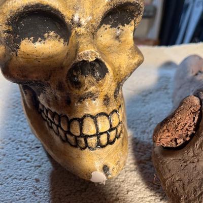 Skull and petrified wood
