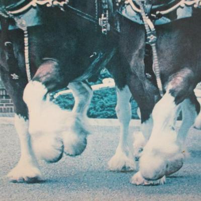 Vintage Budweiser Clydesdales 50th Anniversary Framed Photograph