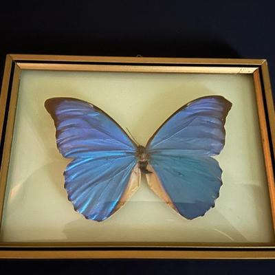 FRAMED BLUE MORPHO BUTTERYFLY
