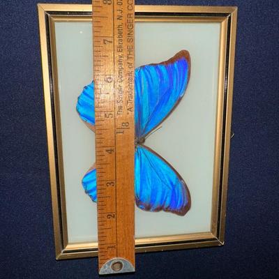 FRAMED BLUE MORPHO BUTTERYFLY