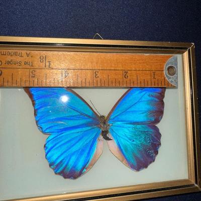 FRAMED BLUE MORPHO BUTTERYFLY