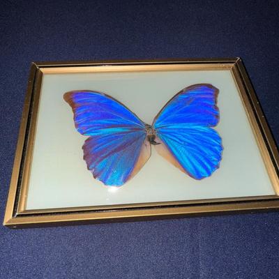 FRAMED BLUE MORPHO BUTTERYFLY