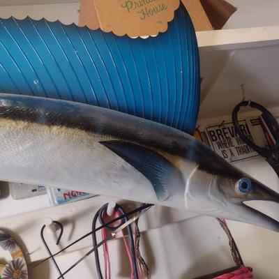 Mounted Sail Fish
