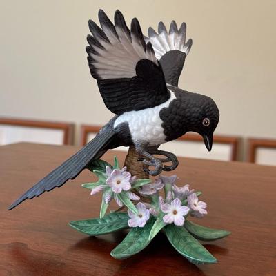 Black Billed Magpie