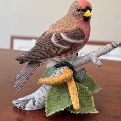 Common Redpoll