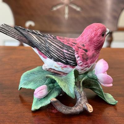 Purple Finch