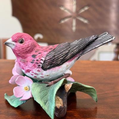 Purple Finch