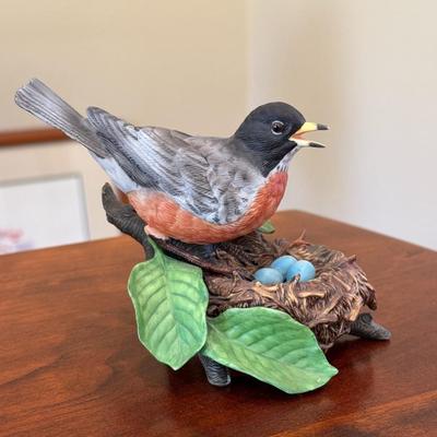 American Robin