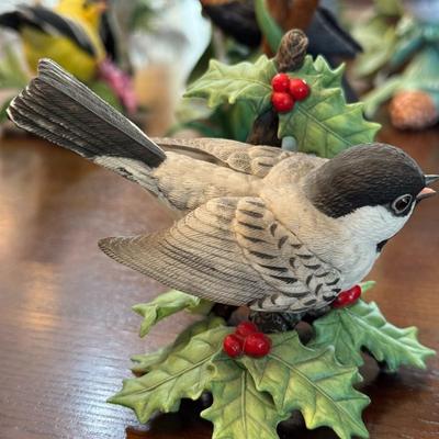 Black Capped Chickade