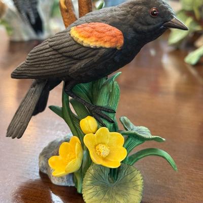 Red Winged black bird