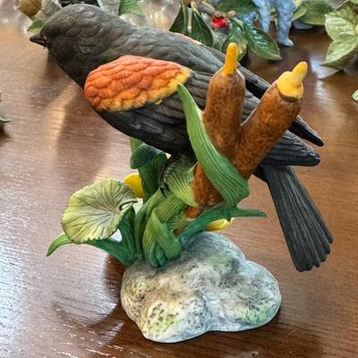 Red Winged black bird