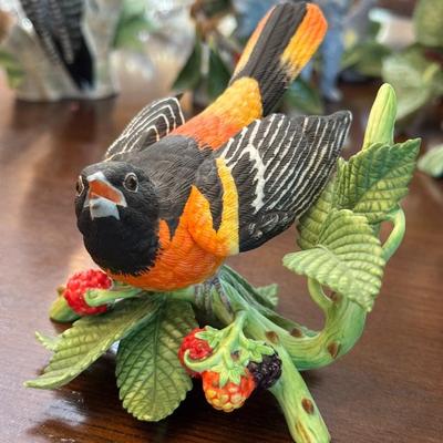 Baltimore Oriole