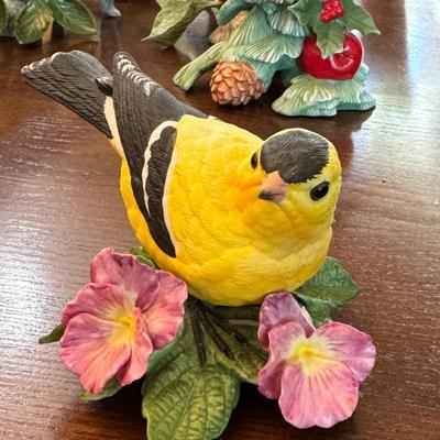 American Goldfinch