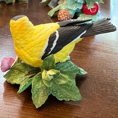American Goldfinch