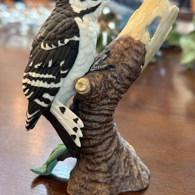 Downy Woodpecker