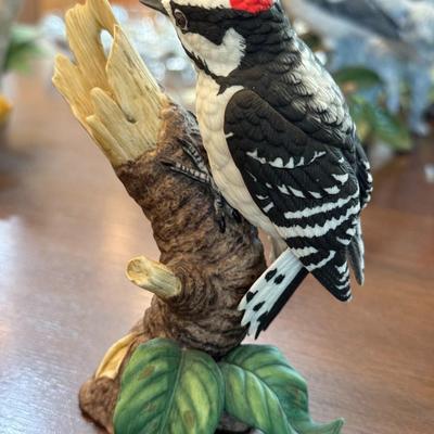 Downy Woodpecker