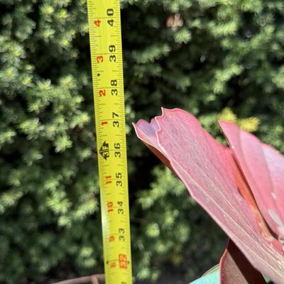 LOT 29: Beautiful Metal Yard Decor, Plant Stand & Garden Stake Flower Torch