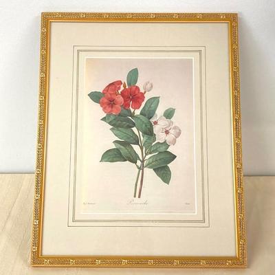 LOT 13: Framed Artwork "Pervenche" by Artist Pierre Joseph Redoute'