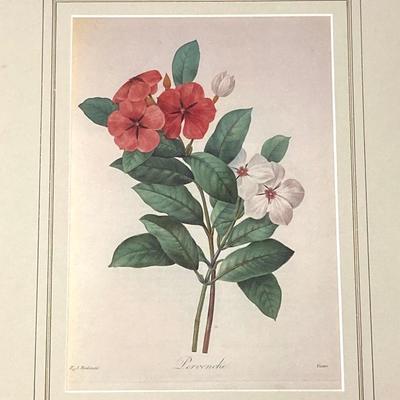 LOT 13: Framed Artwork "Pervenche" by Artist Pierre Joseph Redoute'