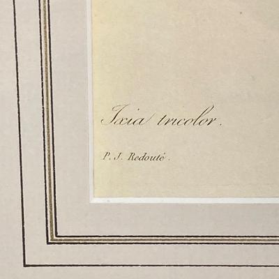 LOT 14: Framed Artwork "Ixia tricolor" by Artist Pierre Joseph Redoute'