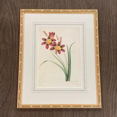 LOT 14: Framed Artwork "Ixia tricolor" by Artist Pierre Joseph Redoute'