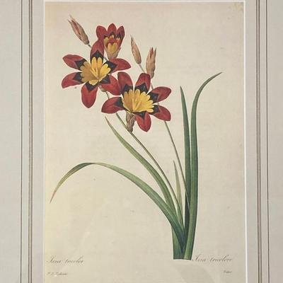 LOT 14: Framed Artwork "Ixia tricolor" by Artist Pierre Joseph Redoute'