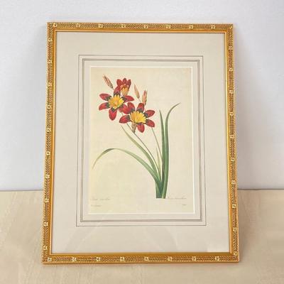 LOT 14: Framed Artwork "Ixia tricolor" by Artist Pierre Joseph Redoute'