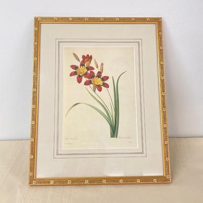 LOT 14: Framed Artwork "Ixia tricolor" by Artist Pierre Joseph Redoute'