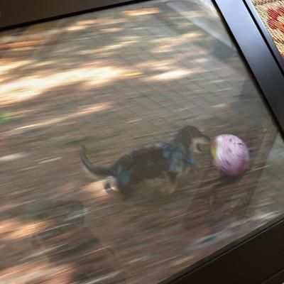 FRAMED DOG PHOTOGRAPH