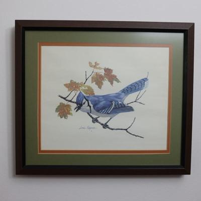 Framed and Bordered Print of Blue Jay