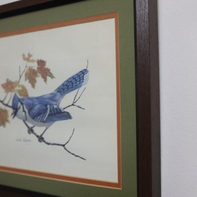 Framed and Bordered Print of Blue Jay