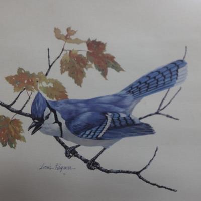Framed and Bordered Print of Blue Jay