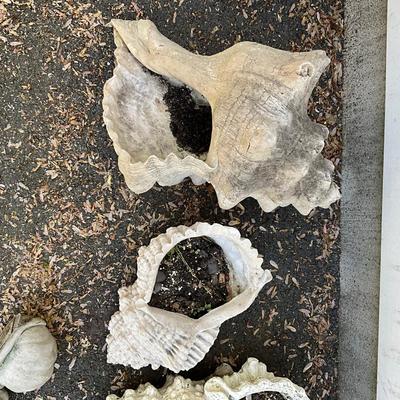 O594 Set of Three Conch Shell Planters