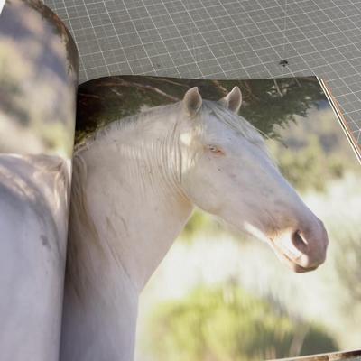 SKY DOG Wild Horses Coffee Table Book
