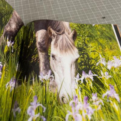 SKY DOG Wild Horses Coffee Table Book
