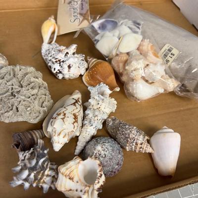 Sea Shell Collection, REAL