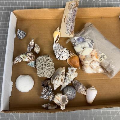 Sea Shell Collection, REAL