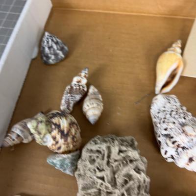 Sea Shell Collection, REAL