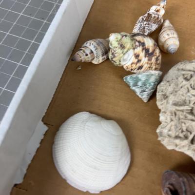Sea Shell Collection, REAL