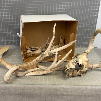 Bones and Antlers - WOW!! 