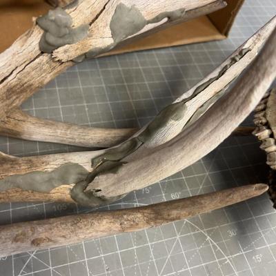 Bones and Antlers - WOW!! 