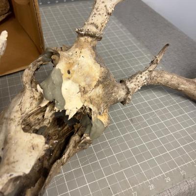 Bones and Antlers - WOW!! 
