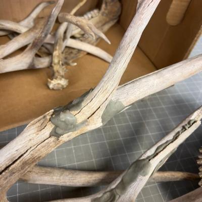 Bones and Antlers - WOW!! 
